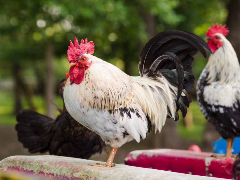 panduan menjaga ayam