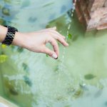 Perawatan kolam ikan