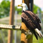 Burung elang
