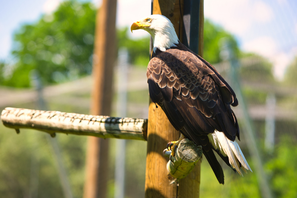 Burung elang