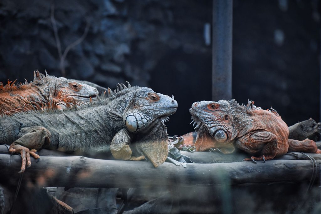 Merawat iguana