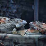 Merawat iguana