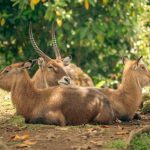 Kingdom Animalia