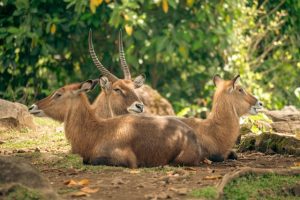 Kingdom Animalia