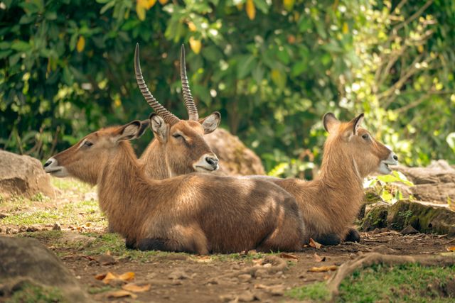 Kingdom Animalia
