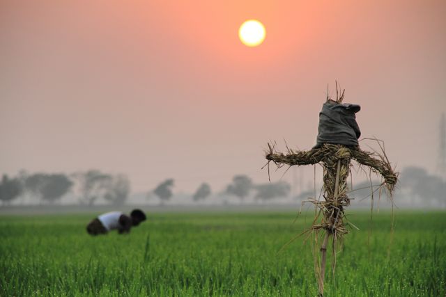 Orang-orangan sawah
